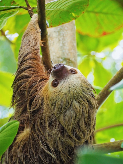 Nahaufnahme eines Vogels auf einem Baum