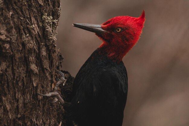 Foto nahaufnahme eines vogels auf einem baumstamm