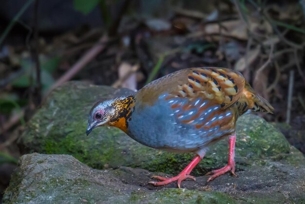 Foto nahaufnahme eines vogels auf einem felsen