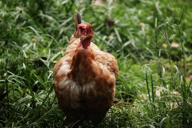 Foto nahaufnahme eines vogels auf einem grasbewachsenen feld