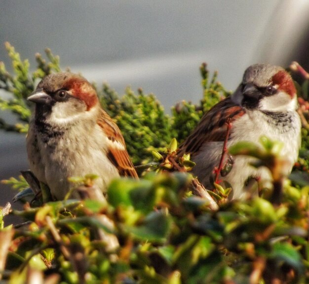 Foto nahaufnahme eines vogels auf einer pflanze