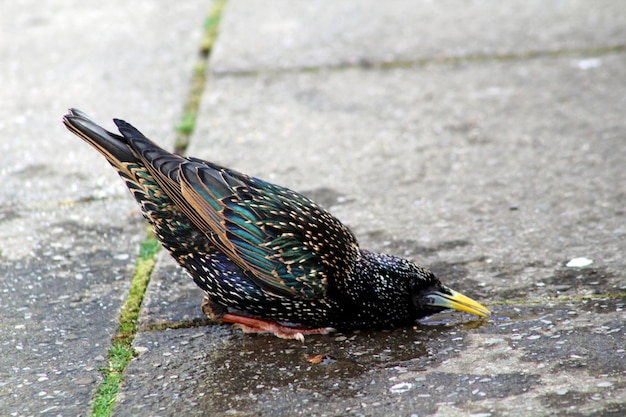 Foto nahaufnahme eines vogels auf einer straße, der aus einer pfütze trinkt