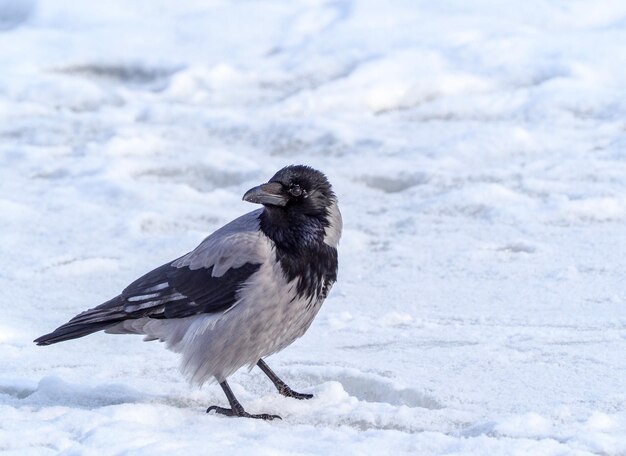 Foto nahaufnahme eines vogels auf gefrorenem schnee