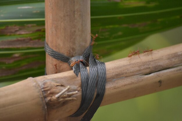 Foto nahaufnahme eines vogels auf holz