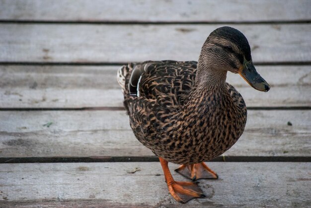 Foto nahaufnahme eines vogels auf holz