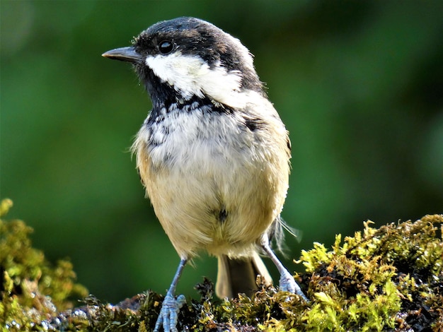 Nahaufnahme eines Vogels auf Moos