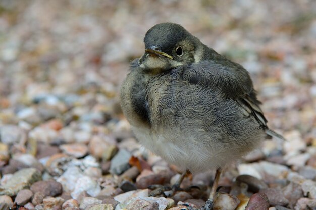 Foto nahaufnahme eines vogels auf steinen