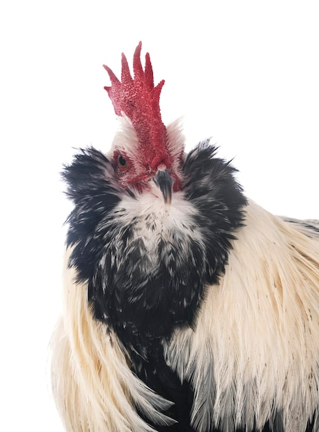 Nahaufnahme eines Vogels auf weißem Hintergrund