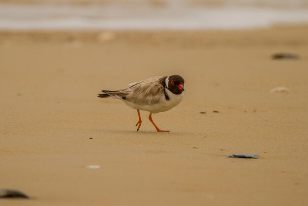 Foto nahaufnahme eines vogels, der am strand sitzt