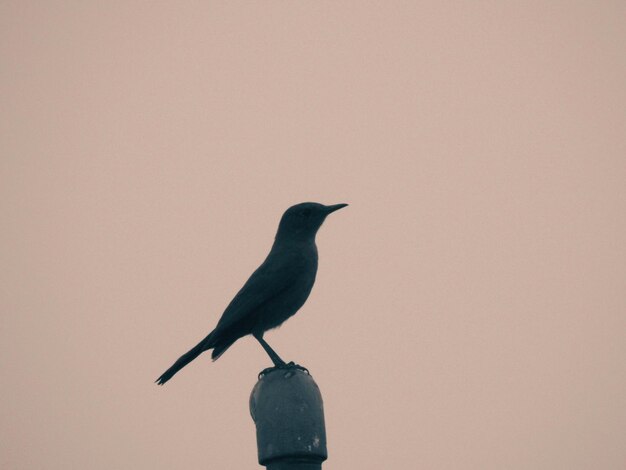 Nahaufnahme eines Vogels, der an der Wand sitzt