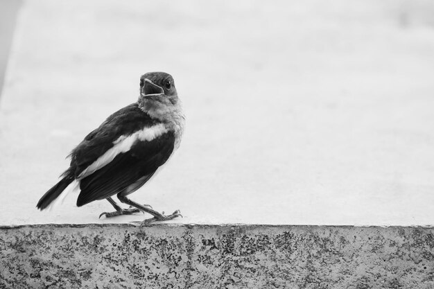 Foto nahaufnahme eines vogels, der an der wand sitzt