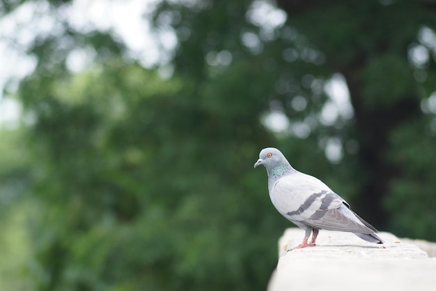 Foto nahaufnahme eines vogels, der an einer stützmauer gegen einen baum sitzt