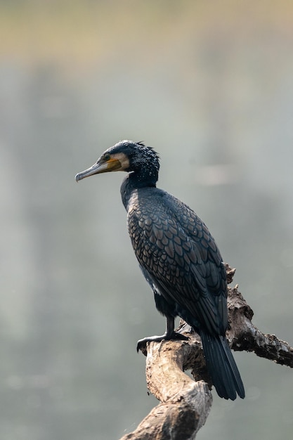 Foto nahaufnahme eines vogels, der an einer wand sitzt