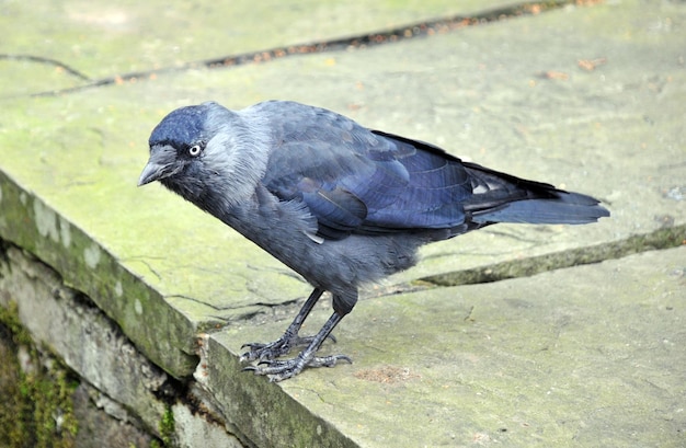 Nahaufnahme eines Vogels, der auf dem Boden sitzt