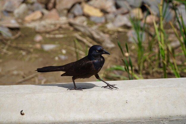 Foto nahaufnahme eines vogels, der auf dem boden sitzt