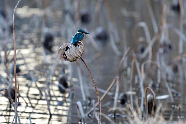 Foto nahaufnahme eines vogels, der auf dem feld sitzt