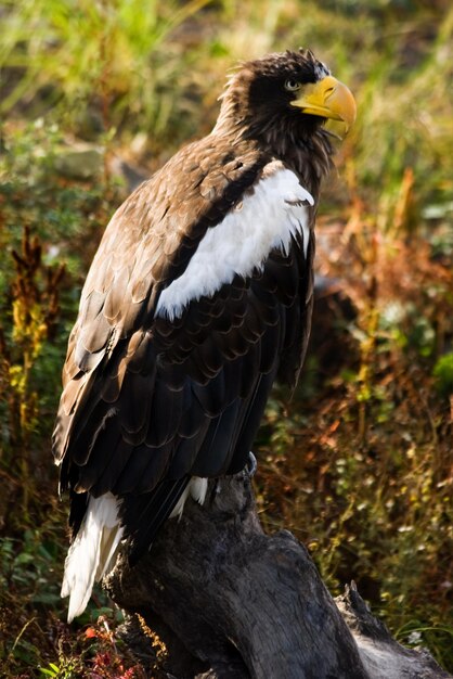 Foto nahaufnahme eines vogels, der auf dem feld sitzt