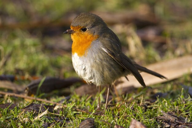 Nahaufnahme eines Vogels, der auf dem Feld sitzt