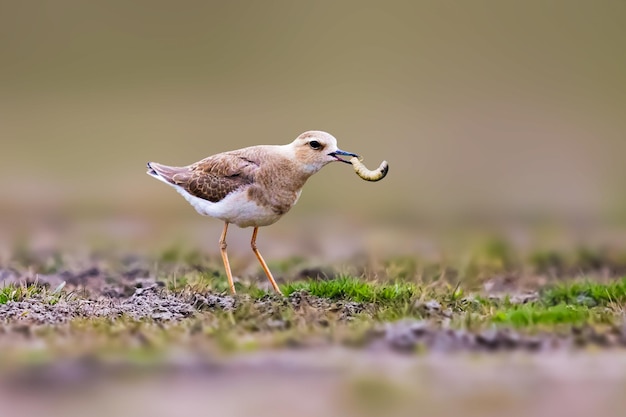 Nahaufnahme eines Vogels, der auf dem Feld sitzt