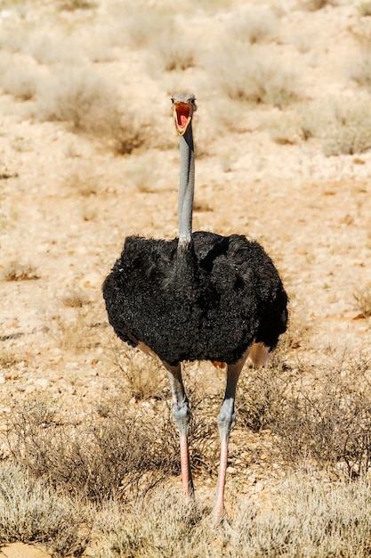 Foto nahaufnahme eines vogels, der auf dem feld steht