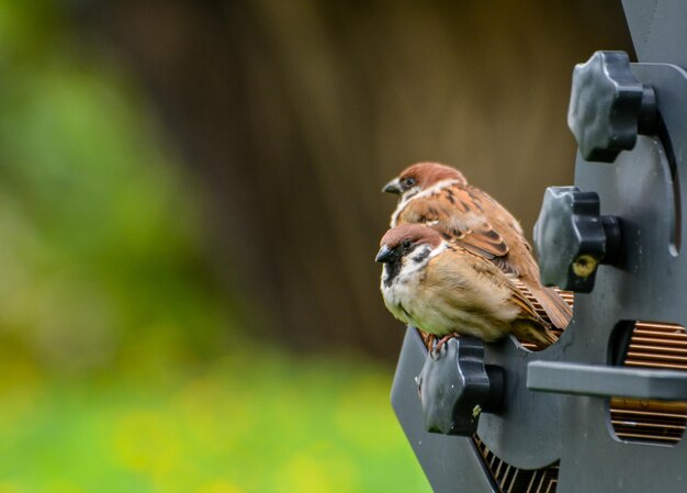 Foto nahaufnahme eines vogels, der auf dem futterplatz sitzt