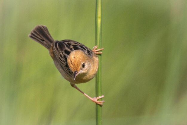 Foto nahaufnahme eines vogels, der auf dem gras sitzt