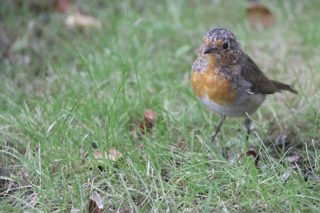 Nahaufnahme eines Vogels, der auf dem Gras sitzt