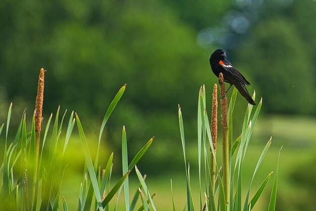 Foto nahaufnahme eines vogels, der auf dem gras sitzt