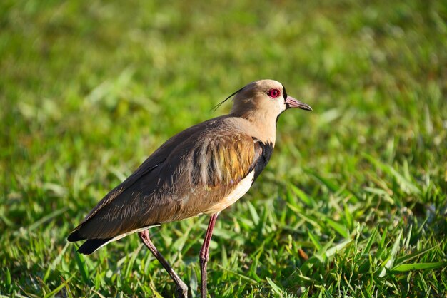 Foto nahaufnahme eines vogels, der auf dem gras sitzt