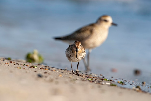 Nahaufnahme eines Vogels, der auf dem Land sitzt