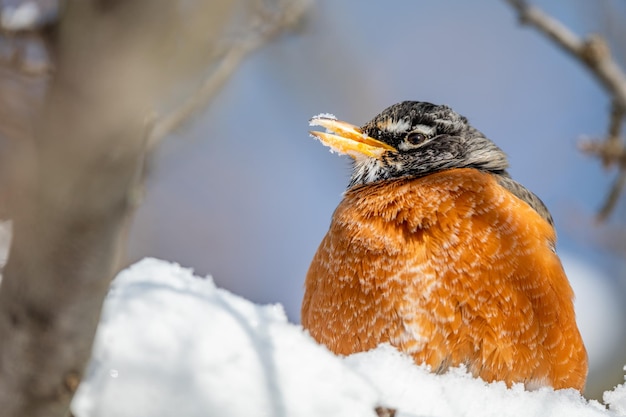 Nahaufnahme eines Vogels, der auf dem Schnee sitzt