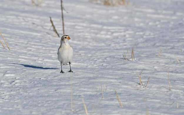 Nahaufnahme eines Vogels, der auf dem Schnee sitzt