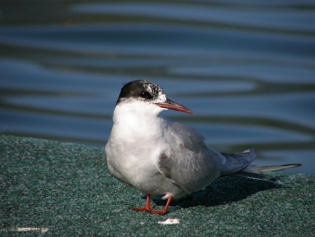 Nahaufnahme eines Vogels, der auf dem Wasser sitzt