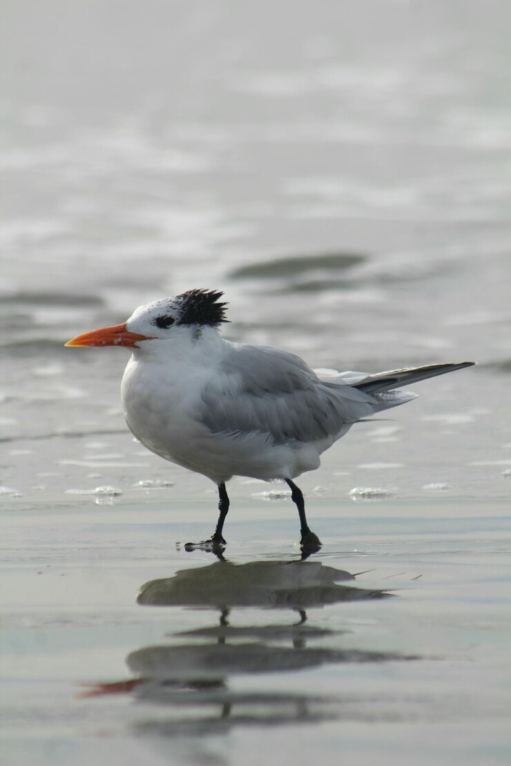 Foto nahaufnahme eines vogels, der auf dem wasser sitzt