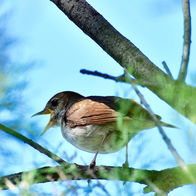 Foto nahaufnahme eines vogels, der auf einem baum gegen den himmel sitzt