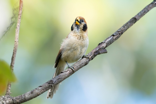 Foto nahaufnahme eines vogels, der auf einem baum sitzt