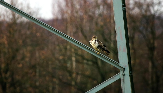 Foto nahaufnahme eines vogels, der auf einem baum sitzt