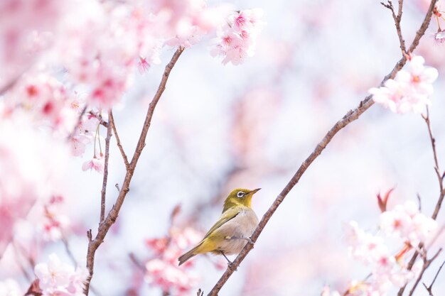 Nahaufnahme eines Vogels, der auf einem Baum sitzt