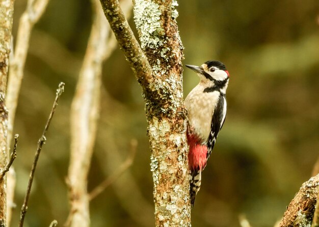 Foto nahaufnahme eines vogels, der auf einem baum sitzt