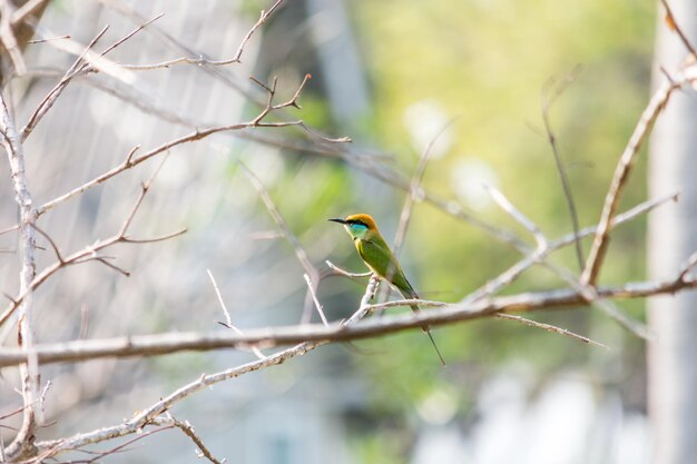 Foto nahaufnahme eines vogels, der auf einem baum sitzt