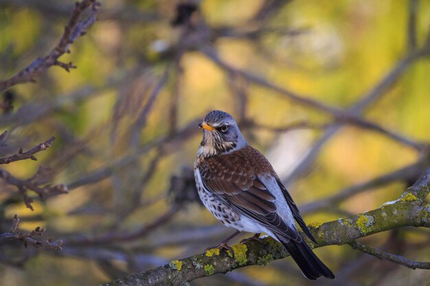 Nahaufnahme eines Vogels, der auf einem Baum sitzt