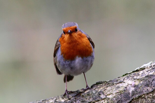 Foto nahaufnahme eines vogels, der auf einem baum sitzt