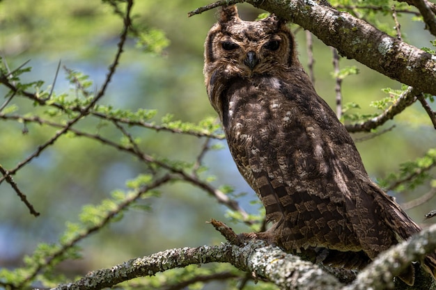 Foto nahaufnahme eines vogels, der auf einem baum sitzt