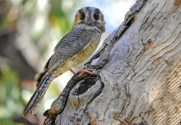 Foto nahaufnahme eines vogels, der auf einem baum sitzt