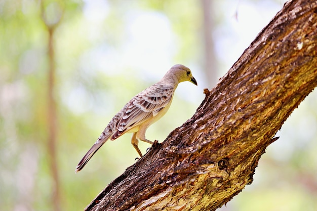 Nahaufnahme eines Vogels, der auf einem Baumstamm sitzt