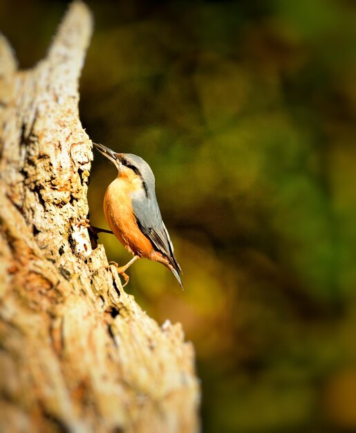 Foto nahaufnahme eines vogels, der auf einem baumstamm sitzt