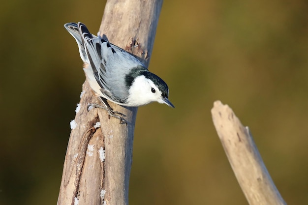 Nahaufnahme eines Vogels, der auf einem Baumstamm sitzt