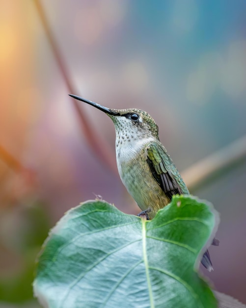 Nahaufnahme eines Vogels, der auf einem Blatt sitzt