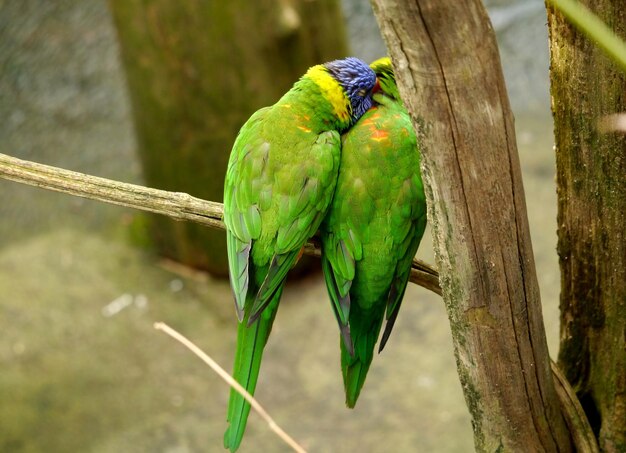 Foto nahaufnahme eines vogels, der auf einem blatt sitzt