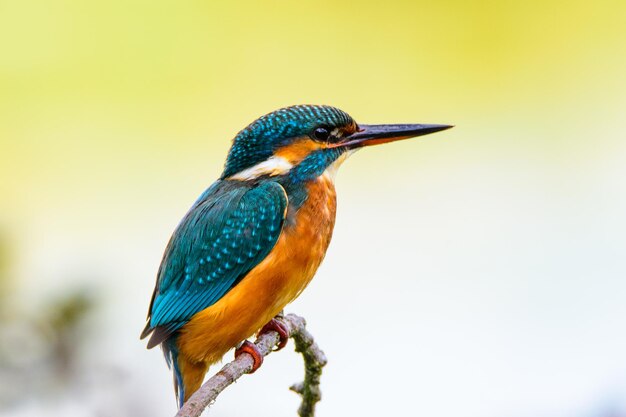 Nahaufnahme eines Vogels, der auf einem Blatt sitzt